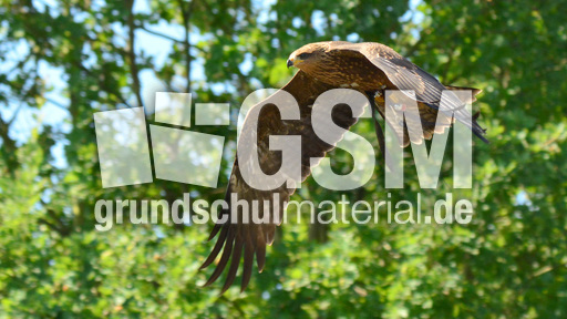 Schwarzmilan (16).jpg